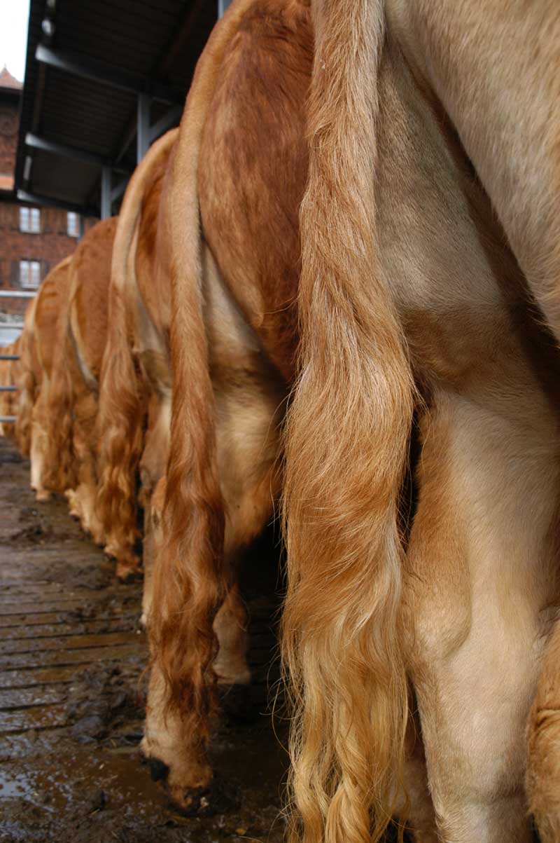 Galliker Kühe von hinten