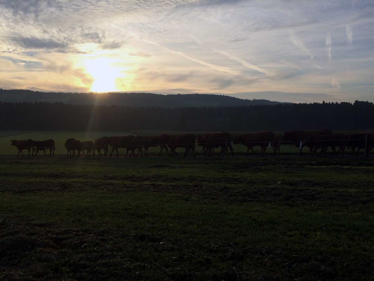 Galliker Kühe laufen auf Weide